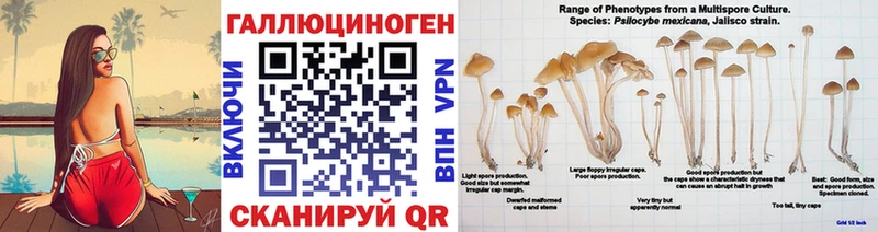Псилоцибиновые грибы GOLDEN TEACHER  Купить закладки  Вязники 